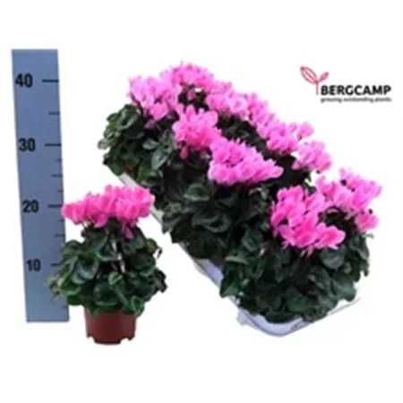 Cyclamen Kl Light Pink črepník 10 cm