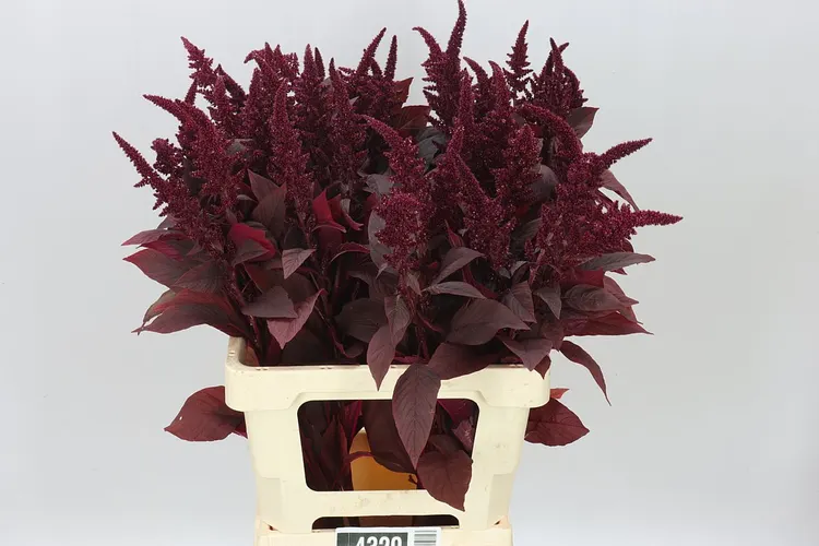 Amarant St Cr Velvet 70 cm