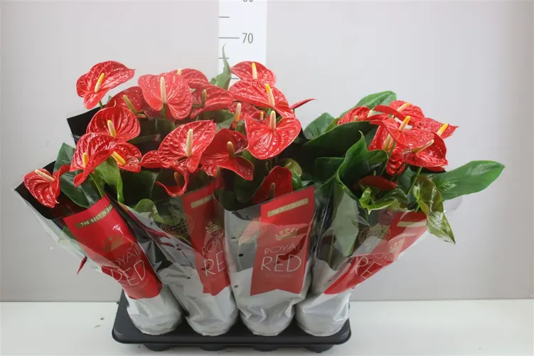 Antúrium Madural črepník 14 cm