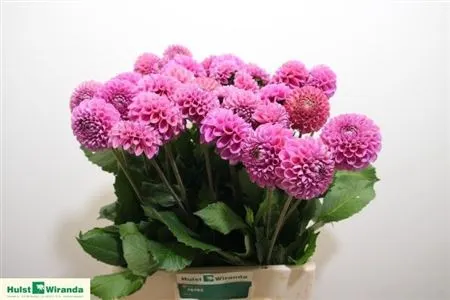 Dahlia Caitlin's Joy 60 cm