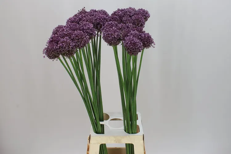 Allium Pink Lady 80 cm