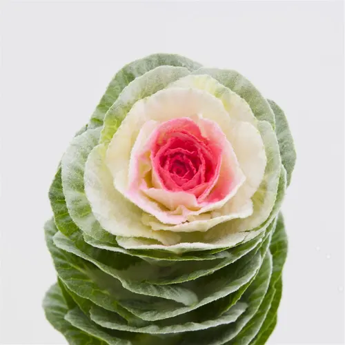 Brassica Powdered White Red 60 cm