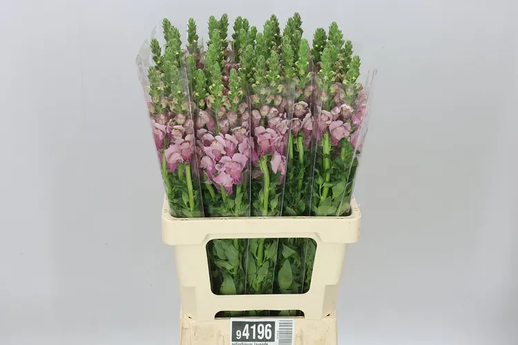 Antirrhinum Lavender It 70 cm