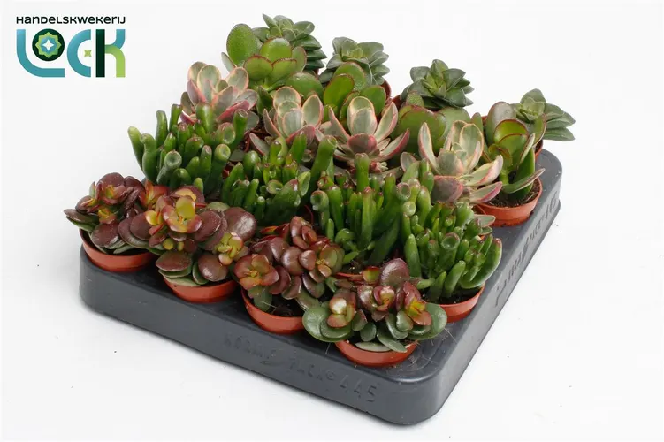 Crassula Mix črepník 5,5 cm