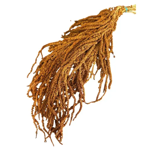 Sušený láskavec previsnutý oranžový 70 cm