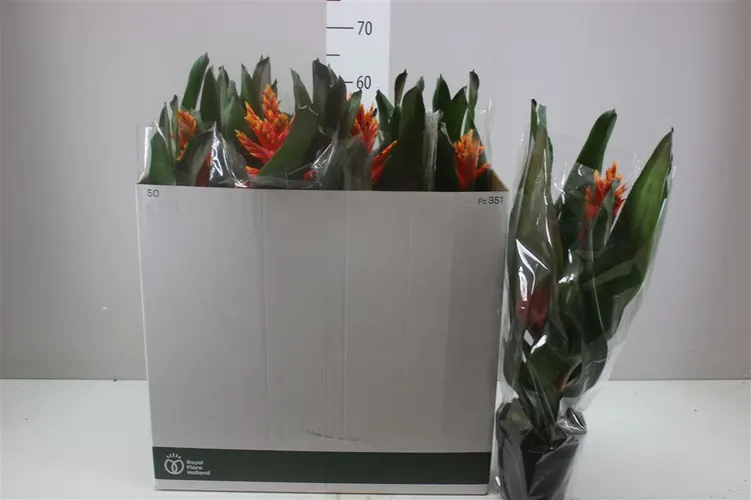 Aechmea Elegant Flame črepník 15 cm