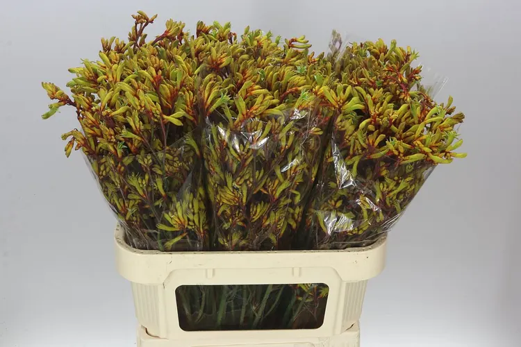 Anigozanthos Gold Fever 80 cm