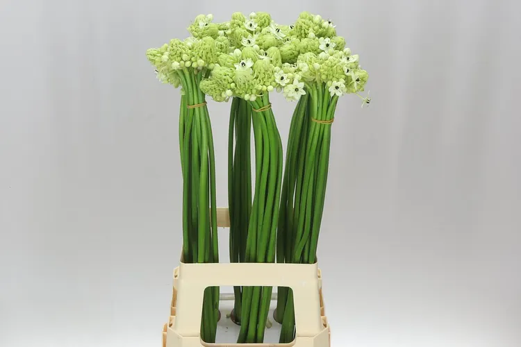 Ornithogalum Saundersiae 75 cm