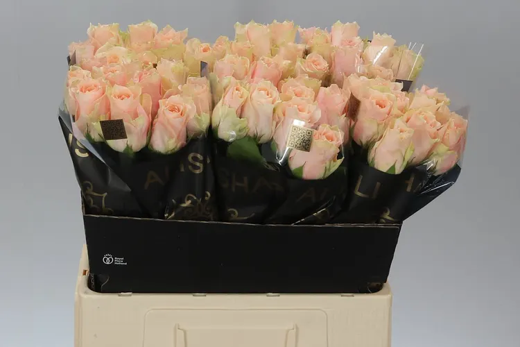 Ruža Harmony Peach 60 cm