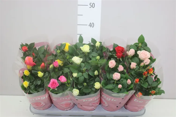 Ruža črepníková Beau Monde mix črepník 12 cm