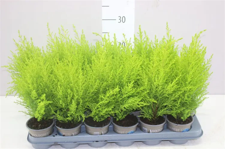 Cupressus Wilma črepník 9 cm