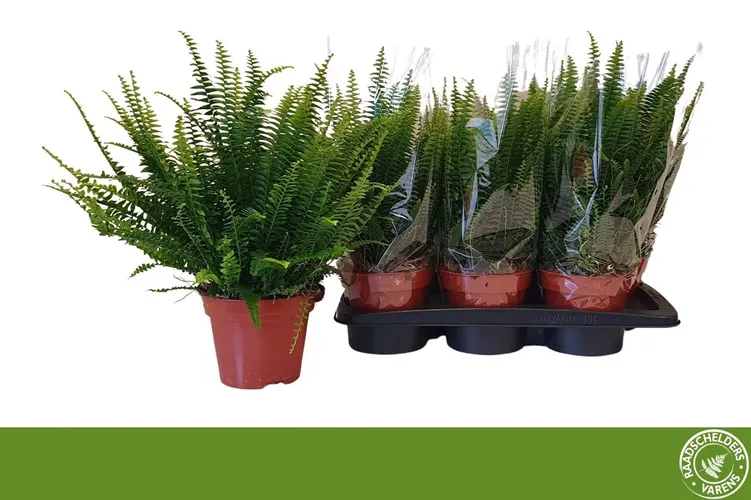 Nephrolepis Ex Green Lady črepník 17 cm