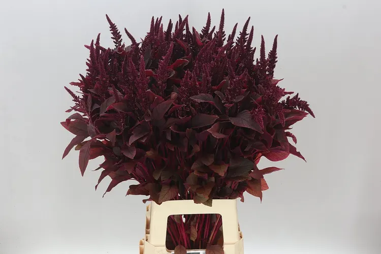 Amaranthus St Cr Velvet 80 cm