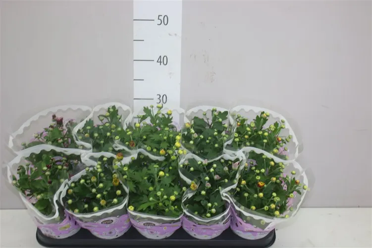 Chrysanth Gemengd 2 Kleurig črepník 12 cm