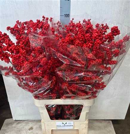 Ilex Verticillata 100 cm