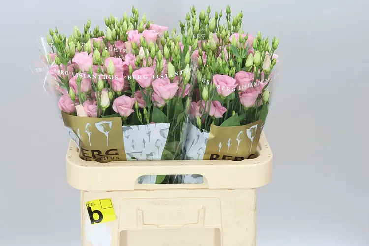 Eust En Claire Light Pink 70 cm