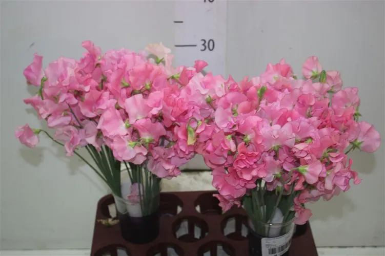 Lathyrus Pink (pink) 40 cm