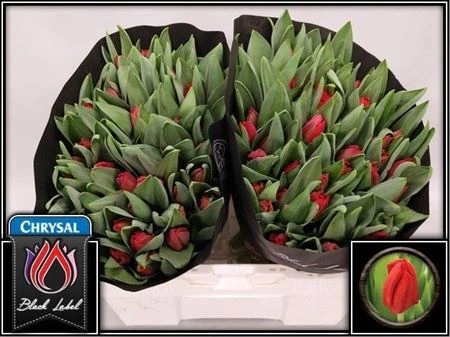 Tulipán jednoduchý Escape 36 cm