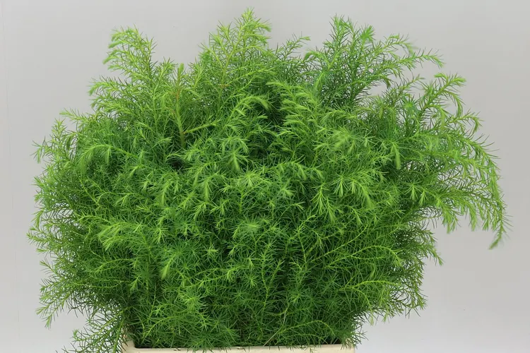 Cryptomeria Elangance 55 cm