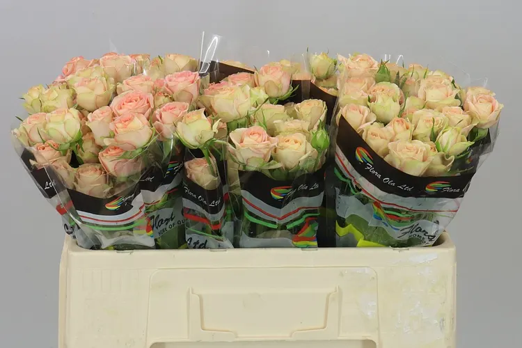 Rosa Tr Azore X5 50 cm