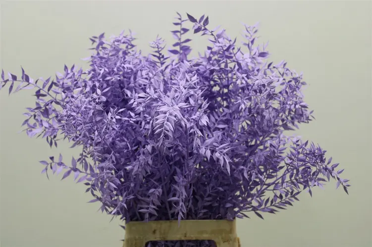 Ruscus Lavendel 65 cm