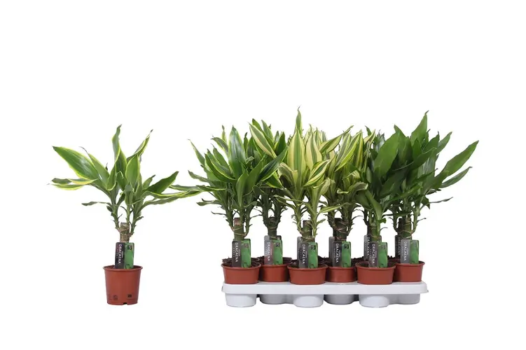 Dracaena Fr Gemengd 1 Stam črepník 11 cm