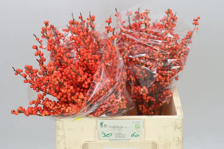 Ilex Oudijk's Orange 60 cm