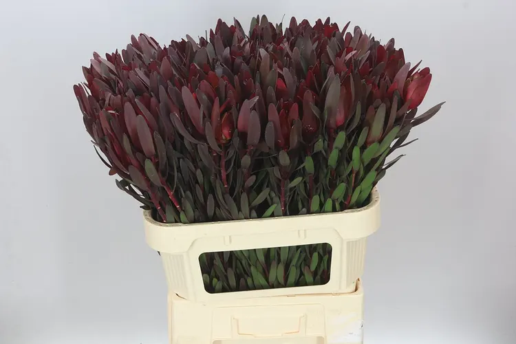 Leucadendron Safari Sunset 80 cm