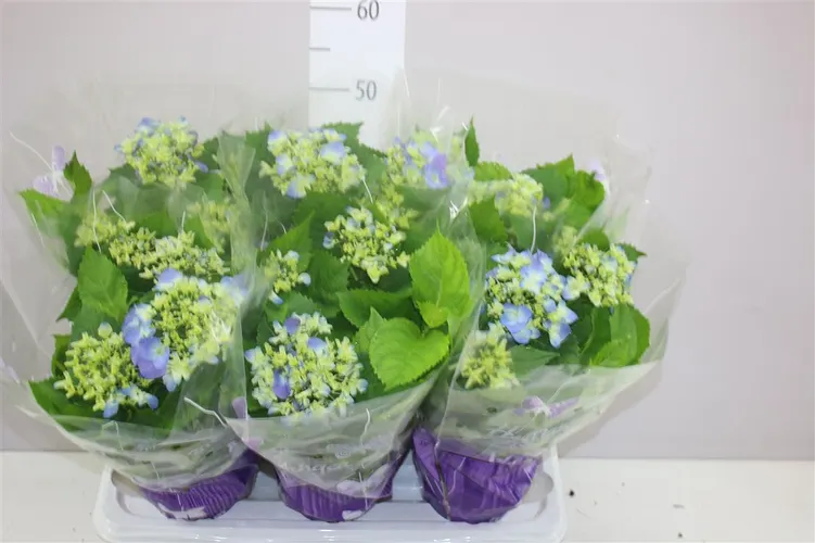 Hydrangea Early Blue 5-7 črepník 14 cm