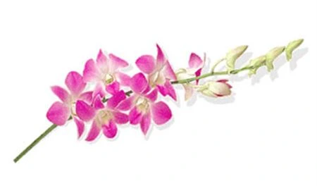 Orchidea Dendrobium Sakura