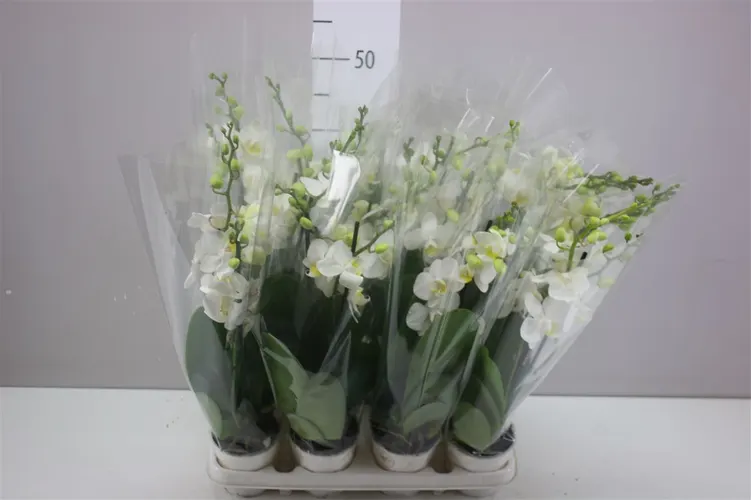 Orchidea Phalaenopsis Midi biela, 2 výhony črepník 9 cm