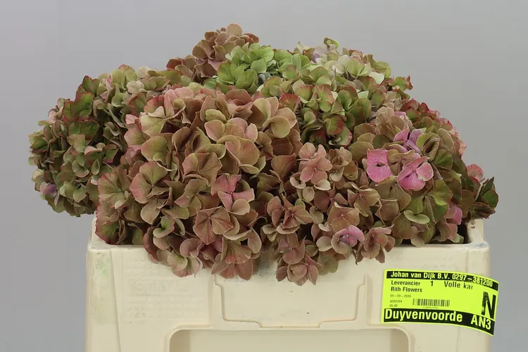 Hyd Rodeo Purple Classic 50 cm