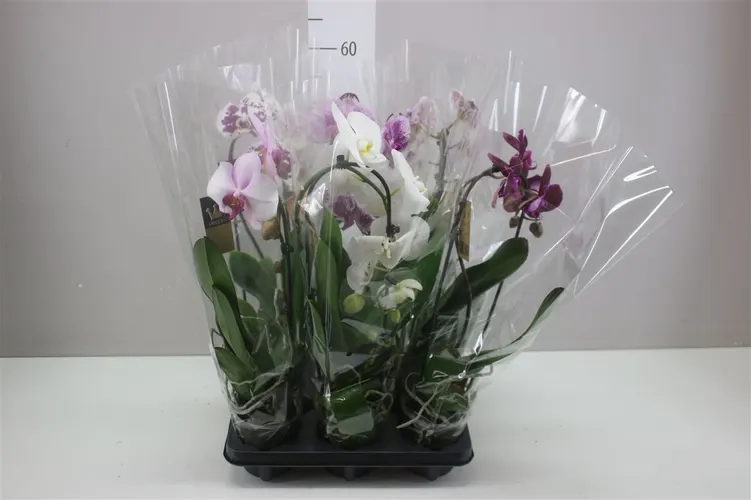 Orchidea Phalaenopsis Cascade mix, 1 výhon črepník 12 cm