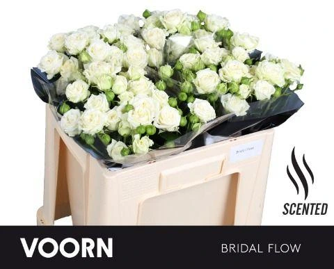 Ruža trsová Bridal Flow 50 cm