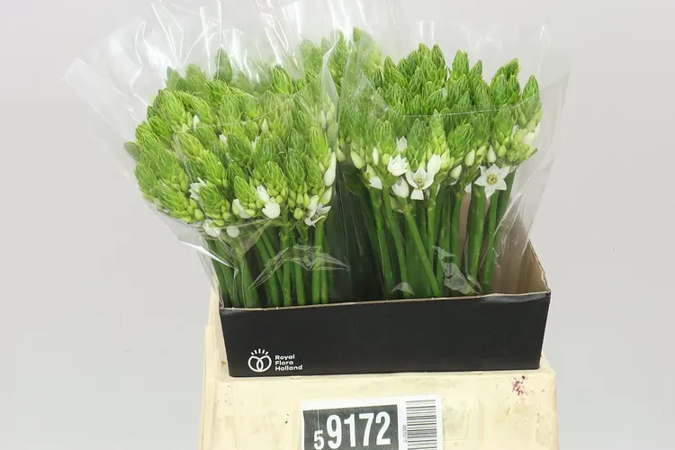 Ornithogalum Thyrsoides 45 cm
