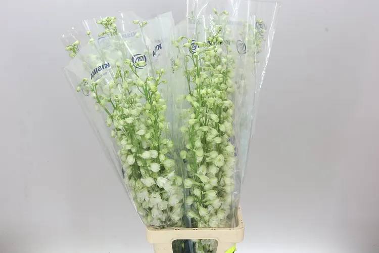 Delph El Guardian White 90 cm