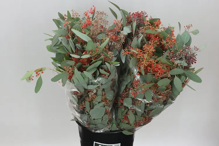 Eukalyptus Populus Berries Flower Red 65 cm