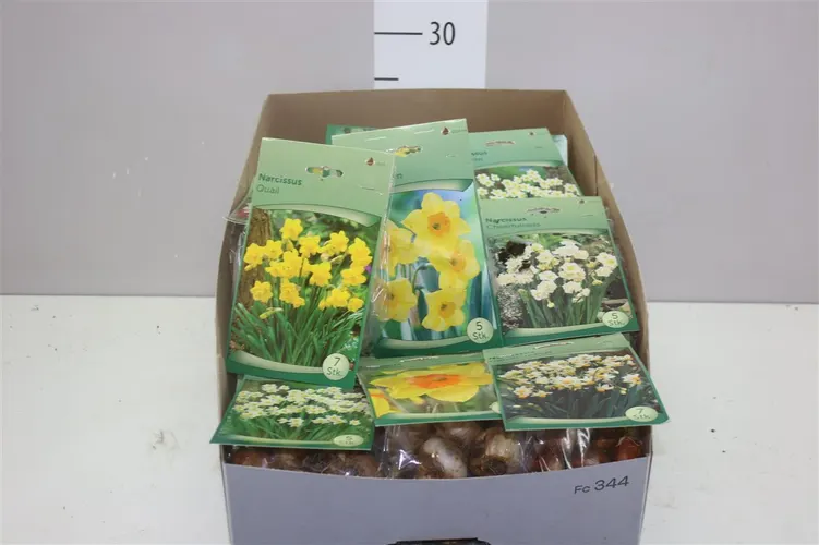 Droge Bloembol Narcis mix