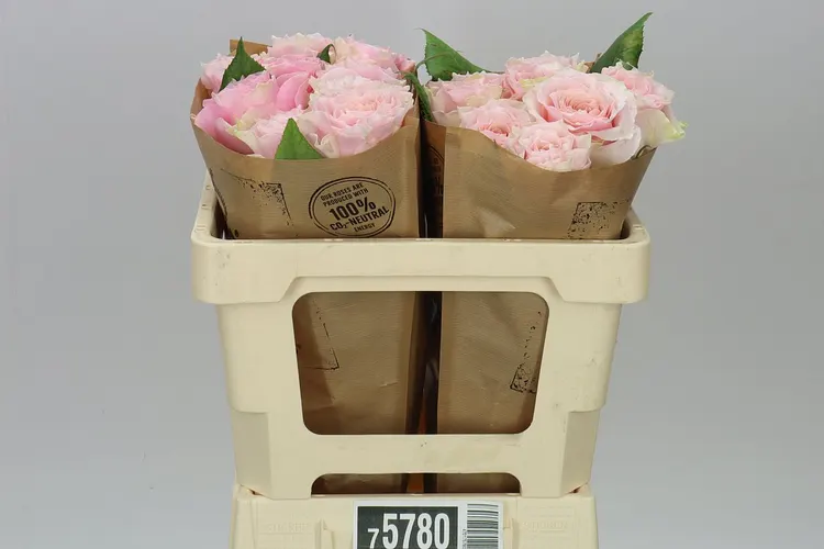 Rosa Gar Country Peonia 50 cm