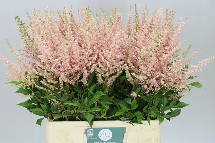 Astilbe Earth L Pink 70 cm