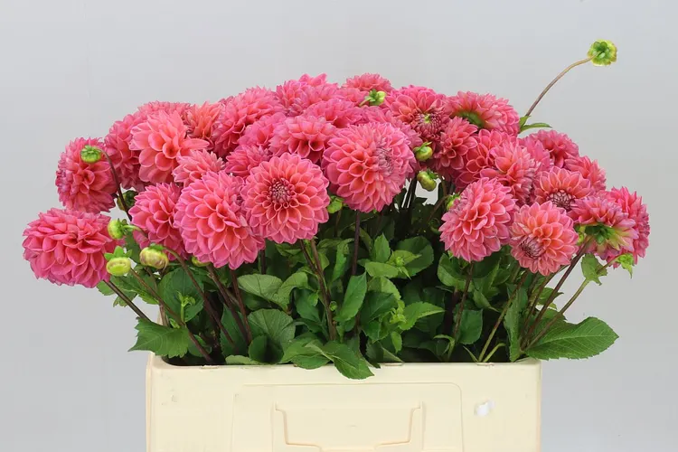 Dahlia Dikara Superb 60 cm