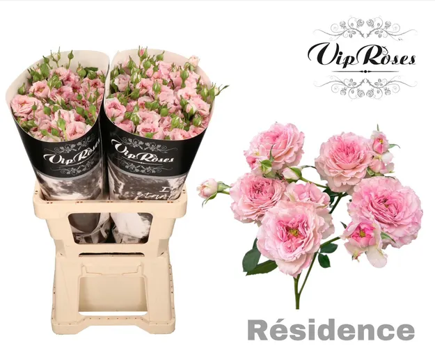 R Tr Residence! 60 cm