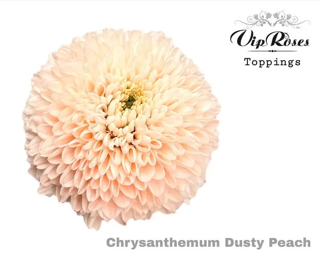 Chr G Dusty Peach 70 cm