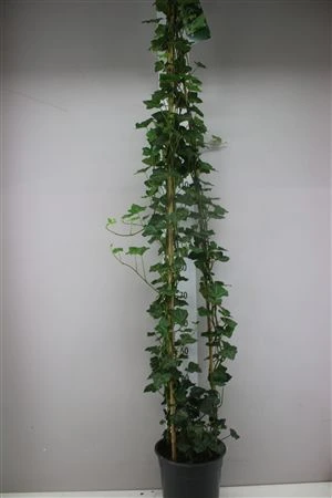 Brečtan Hibernica pyramída črepník 24 cm