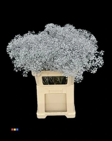 Gypsofila Xlence Silver 80 cm