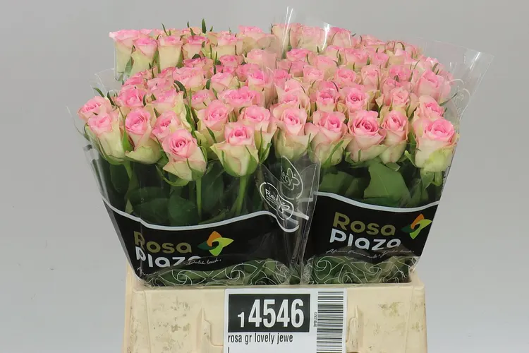 Rosa Gr Lovely Jewel 40 cm