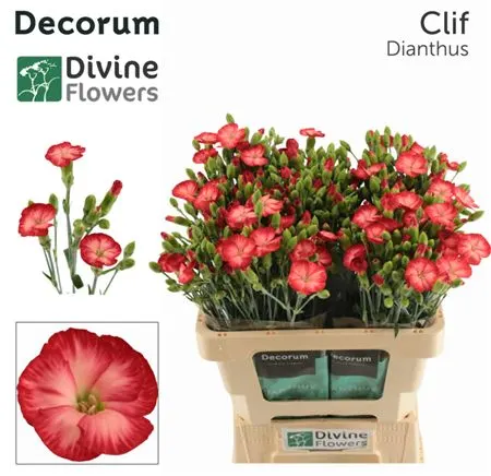 Di Solomio Clif 60 cm