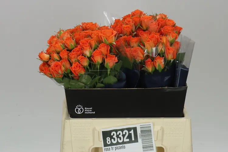 Rosa Tr Picanto 40 cm