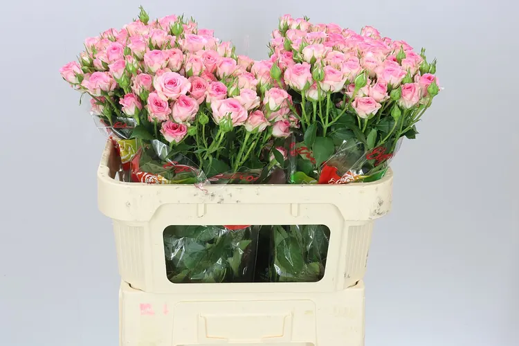 Rosa Tr Tralala 70 cm
