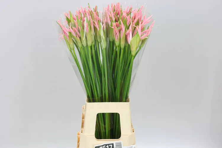 Nerine Bo Stefanie 70 cm